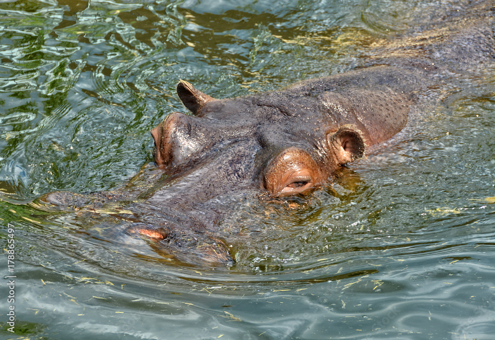 Fototapeta premium Hippo swims in a lake. Beautiful African Hippopotamus. Wildlife of Africa. Close up photo. Amazing portrait. Wild powerful animals in National Parks.