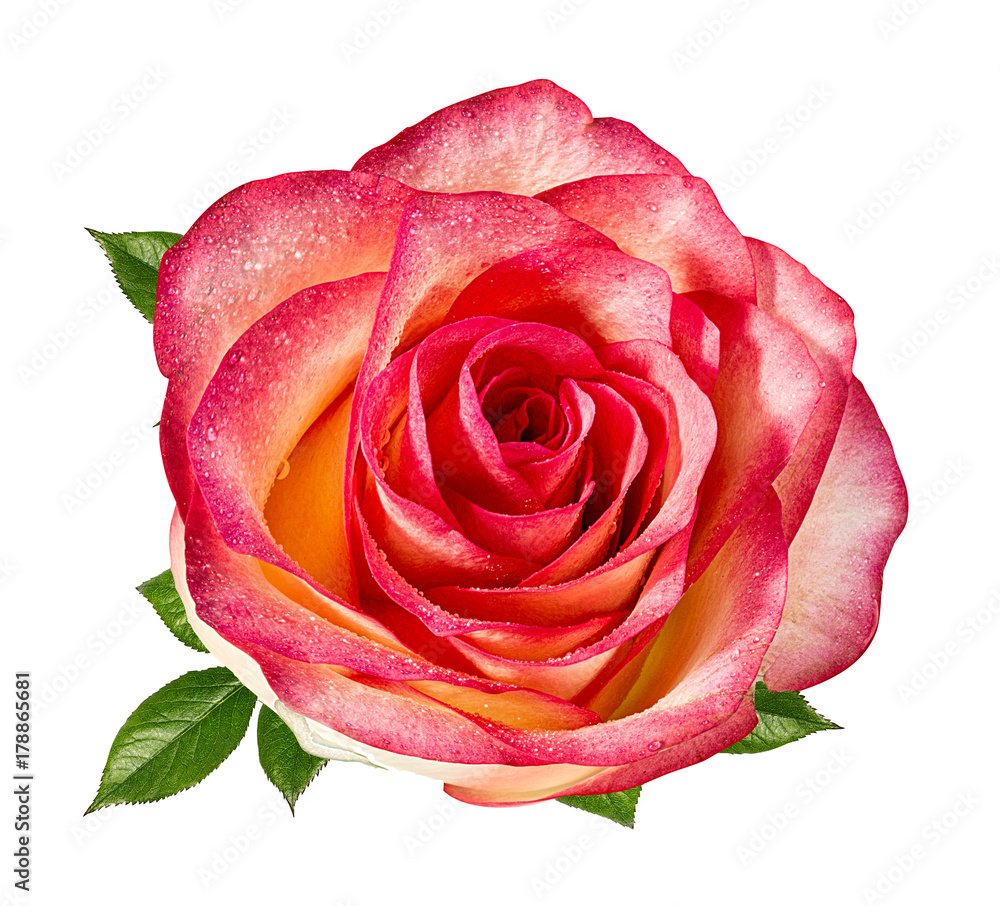 Fresh beautiful rose isolated on white background with clipping path Fresh beautiful rose isolated on white background with clipping path