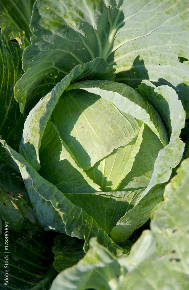 Naklejka premium Green cabbage in the garden
