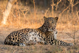 An eye contact with a leopard from jhalana forest reserve, Jaipur