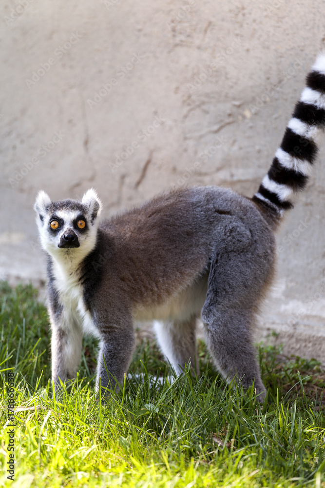Obraz premium A cute Lemur of madagascar in the grass in the Safari Park of Varallo Pombia