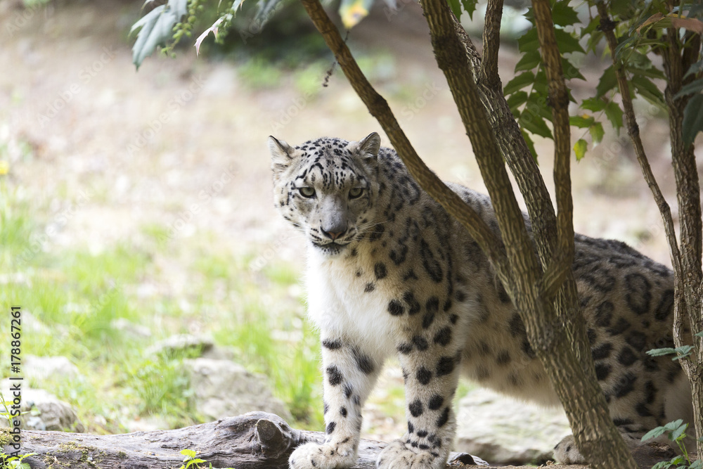 Obraz premium The snow leopard or ounce (Panthera uncia)