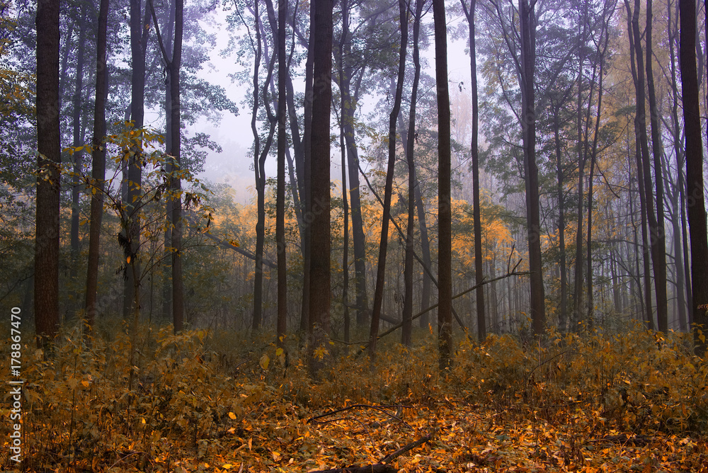 Foggy forest in autumn season, misty weather. 