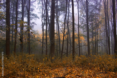 Foggy forest in autumn season, misty weather. 