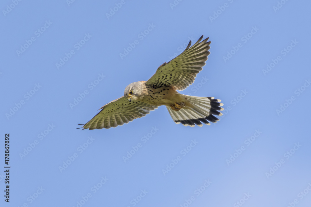 Obraz premium Turmfalke (Common krestel)