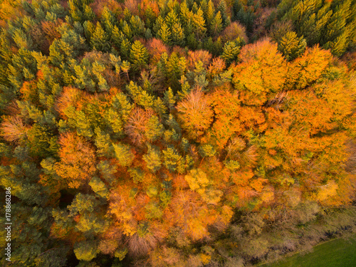 Luftbild: Herbstwald