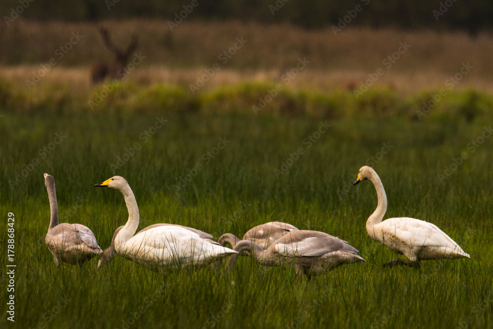famaly of whooper swans sitting in grasland famaly of whooper swans sitting in grasland