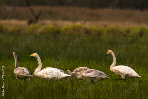 famaly of whooper swans sitting in grasland
