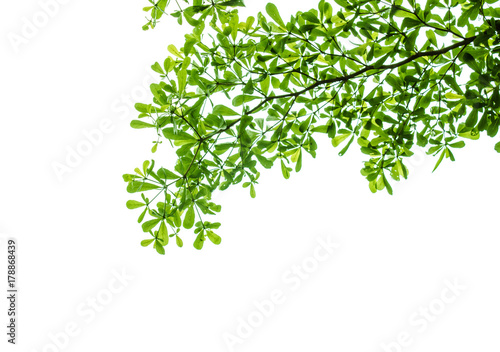 Branch of tree isolated white background
