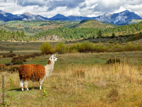 Colorado Llama Ranch © Joseph Saladino