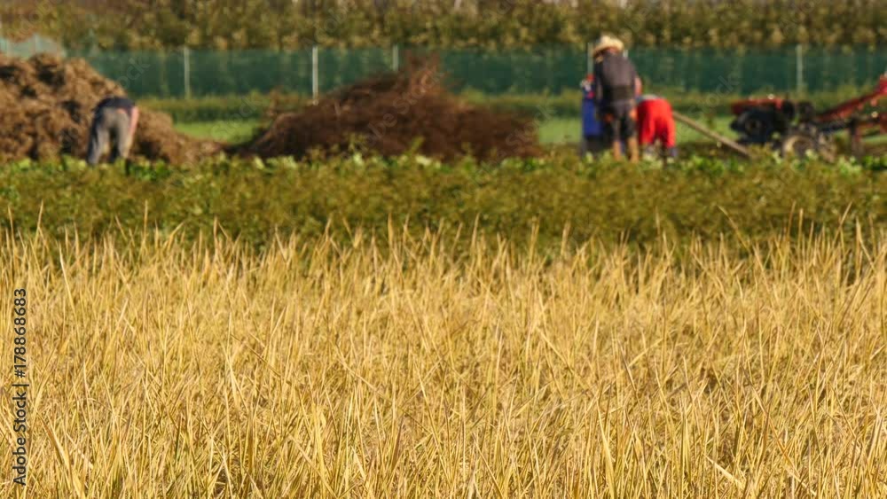 View of agricultural landscape of south korea in rice field View of agricultural landscape of south korea in rice field