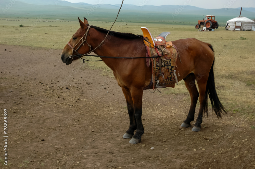 horse on a summer pasture in Mongolia