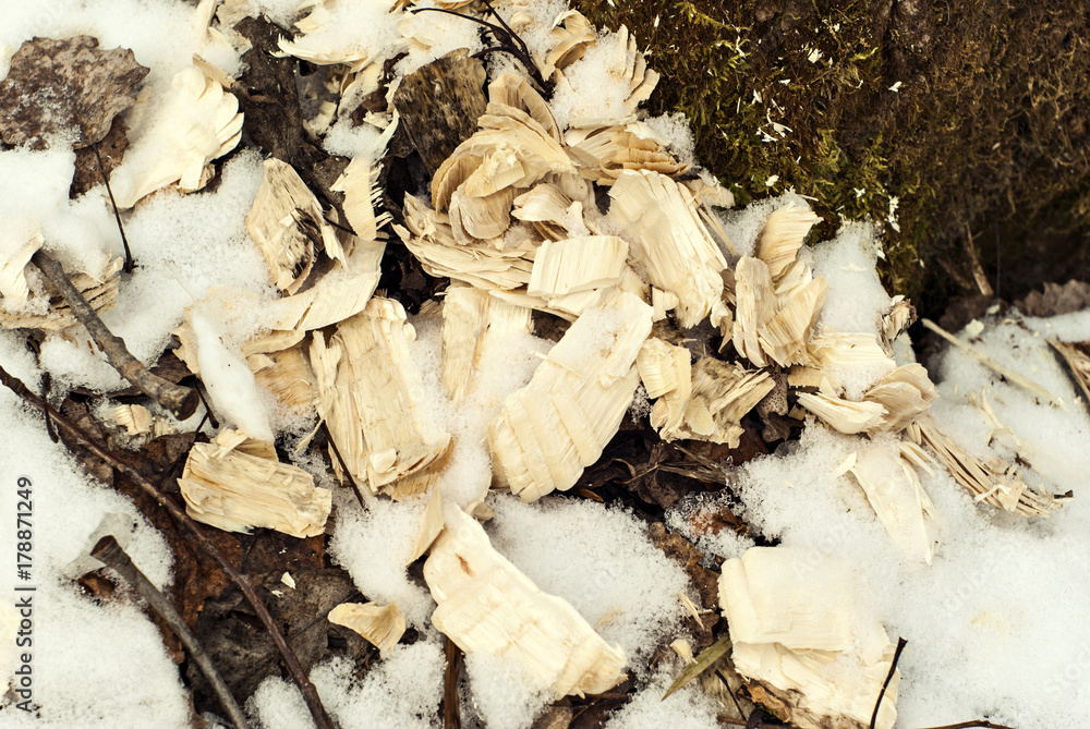 lying in the snow, wood shavings left after the work of the beaver teeth, closeup