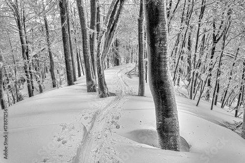 Ski track in mysterious snowy forest