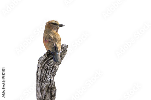 Rufous-crowned Roller in Kruger National park, South Africa photo