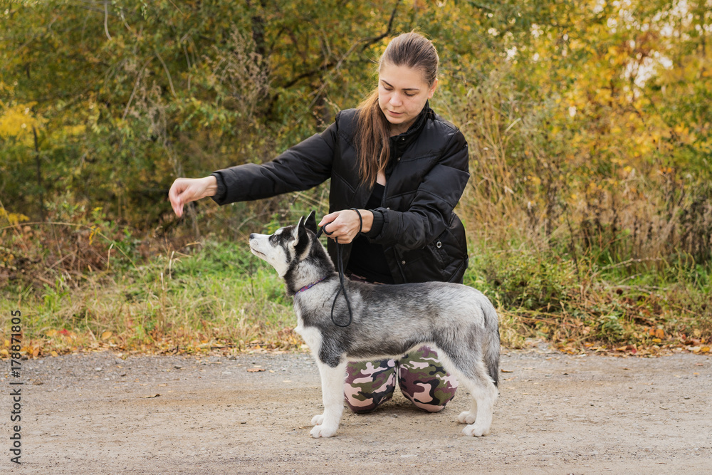 woman gives a command to her dog (puppy) Siberian Husky in the autumn park. Dog training.