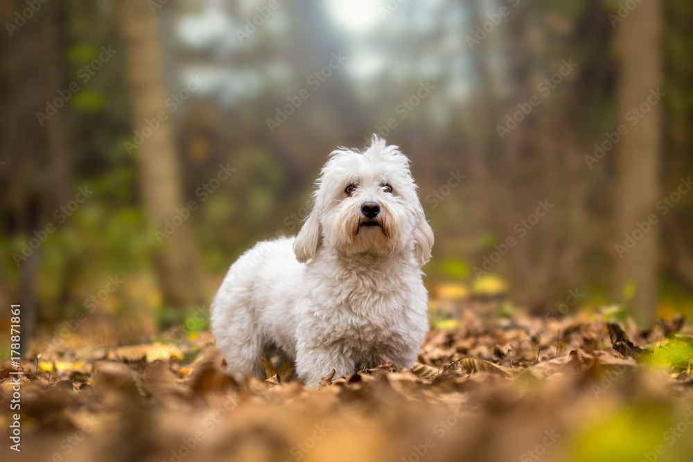 Coton de Tulear Dog autumn portrait Coton de Tulear Dog autumn portrait