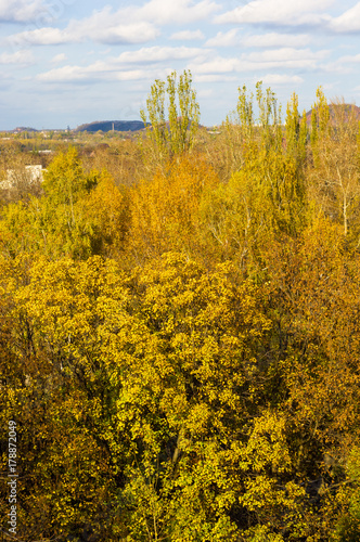 yellow autumn trees in evening sunlight