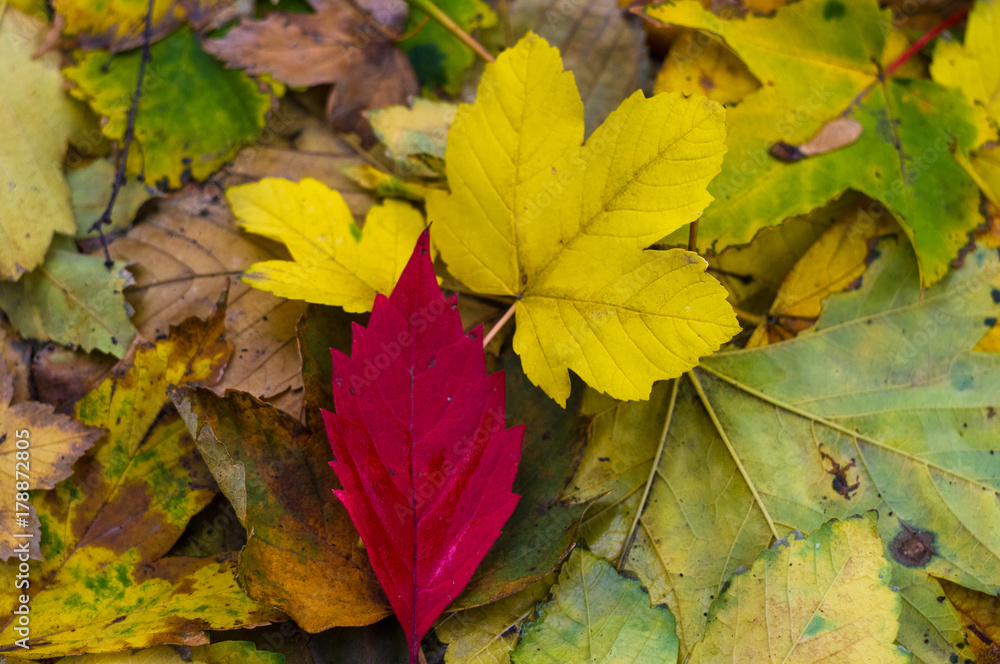 red autumn leaf on yellow leaves
