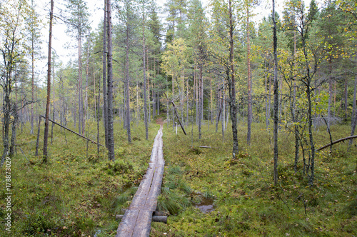 Hiking path in the autumnal forest in Finland. Duckboards going far away.