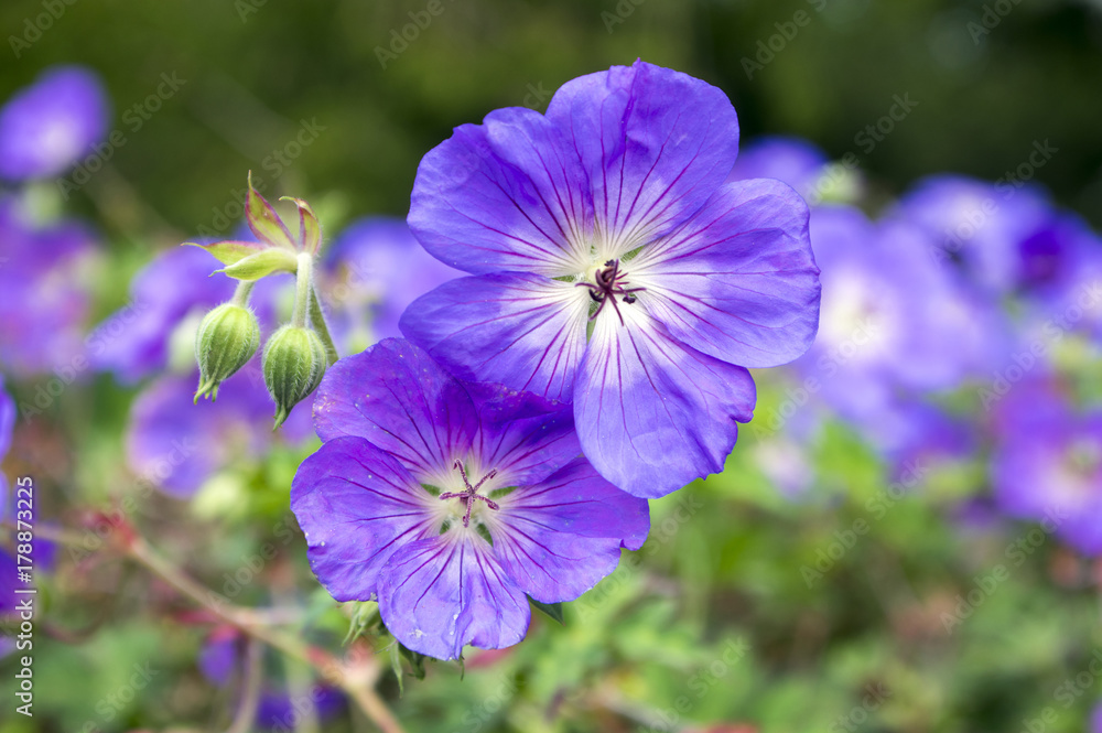 Cranesbills group of flowers, Geranium Rozanne in bloom Cranesbills group of flowers, Geranium Rozanne in bloom