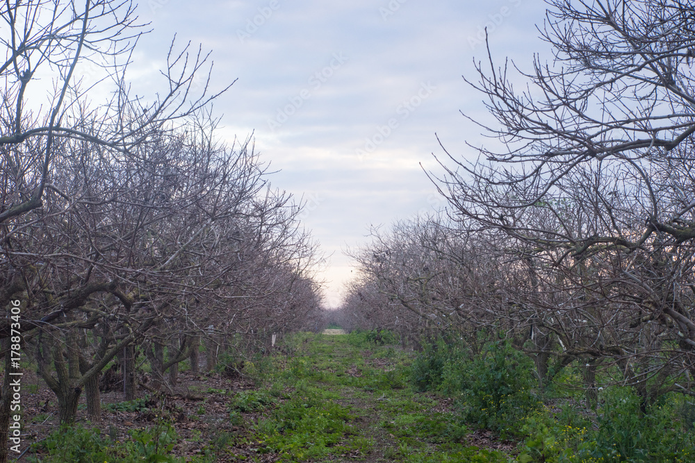 Between the trees