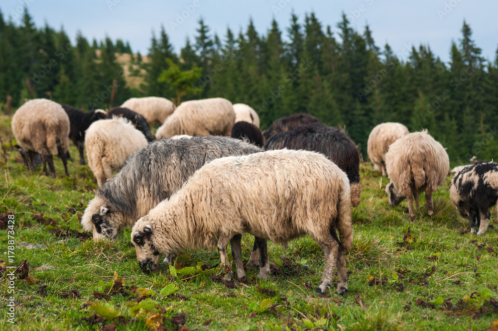 Mountain landscape with herd of sheep graze on green pasture in the mountains. Young white, blsck and brown sheep graze on the farm.