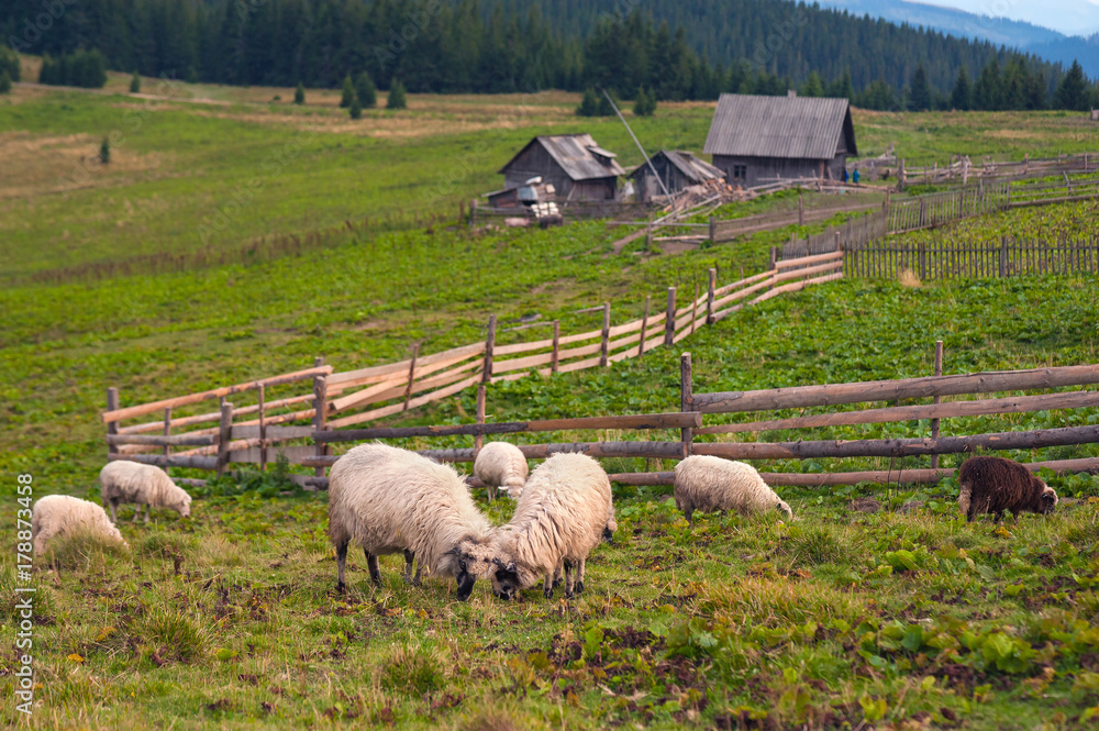 Fototapeta premium Mountain landscape with herd of sheep graze on green pasture in the mountains. Young white and brown sheep graze on the farm.
