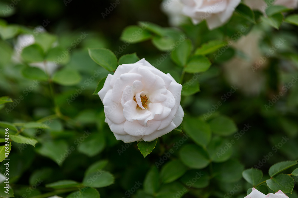 White flower on a green background White flower on a green background