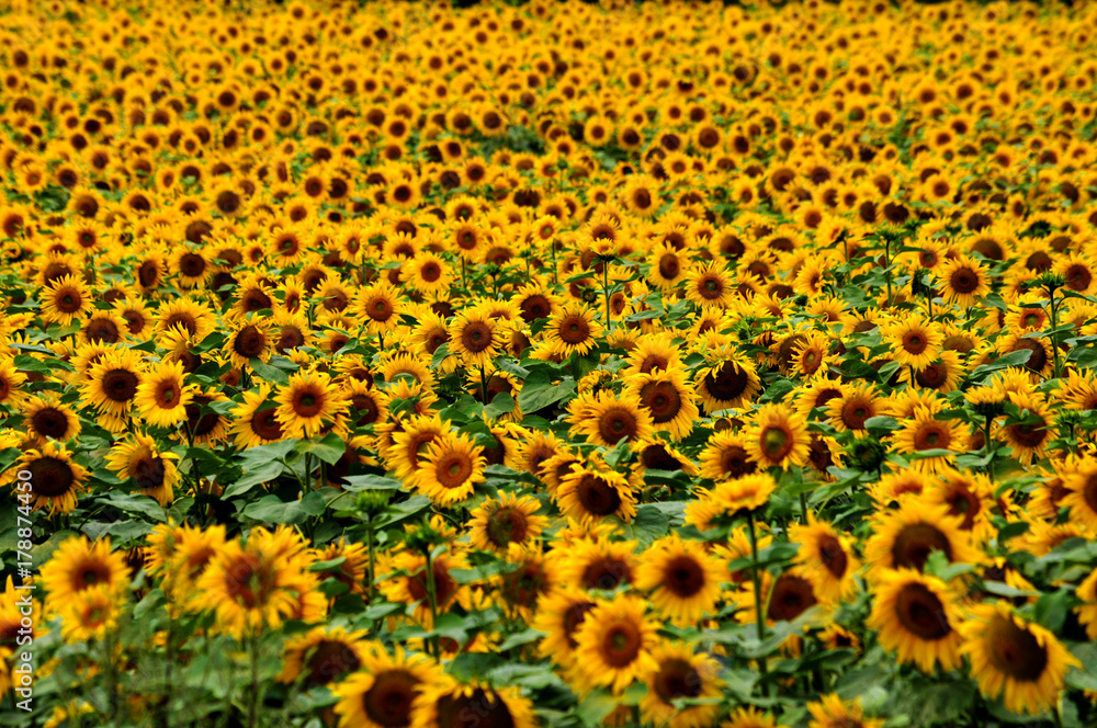 Summer landscape with sunflowers in the field Summer landscape with sunflowers in the field