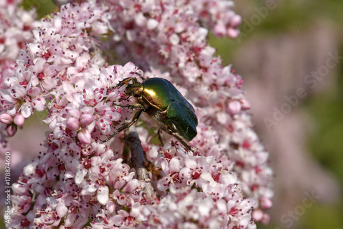 Goldglänzender Rosenkäfer (Cetonia aurata) sitzt auf der Blüte einer Tamariske photo