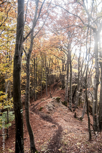 autumn mountain forest with colorful trees  hiking trail  small rocks and fallen leaves