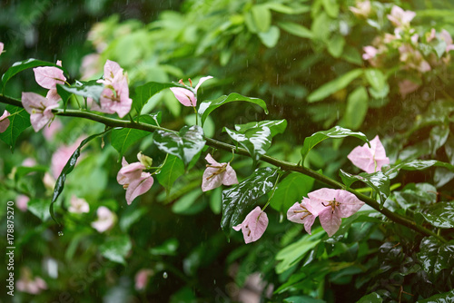 Fototapeta Naklejka Na Ścianę i Meble -  Flower plant under rain