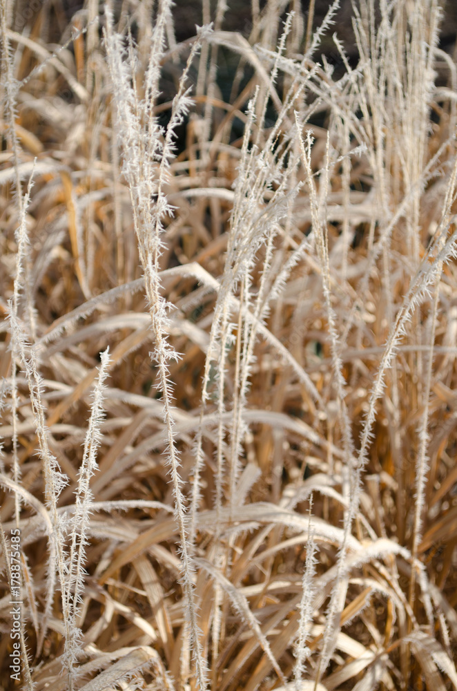 Fototapeta premium Winter Frost