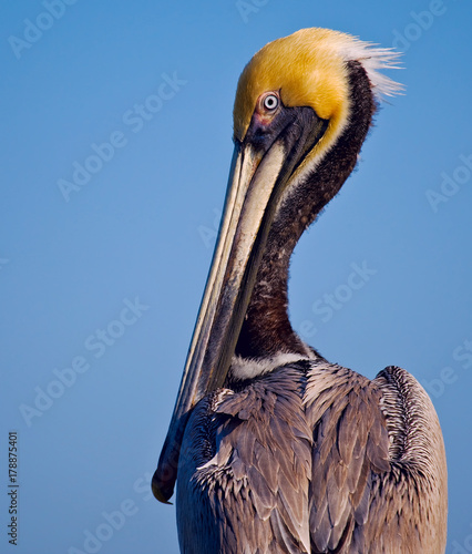 Brown Pelican In Breeding Plumage