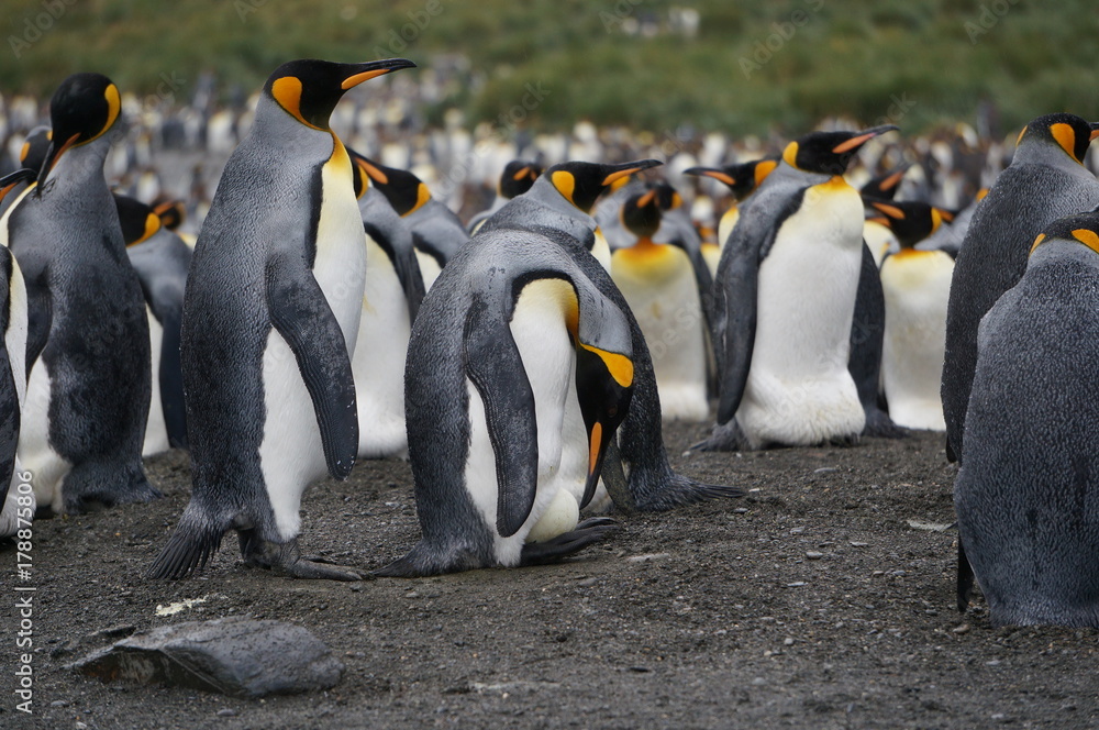 Fototapeta premium Penguin with Egg