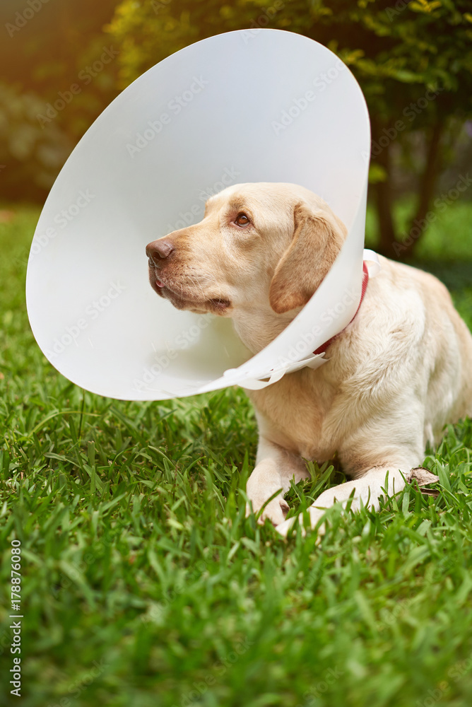 Labrador dog with plastic cone