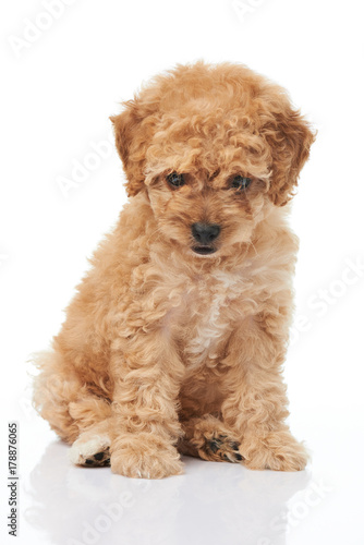 Brown poodle puppy sitting