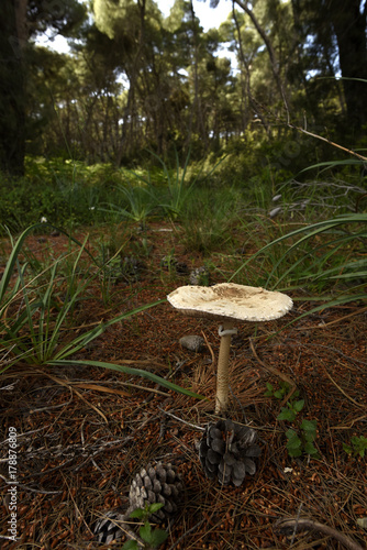 Riesenschirmling (Macrolepiota procera) - Parasol photo