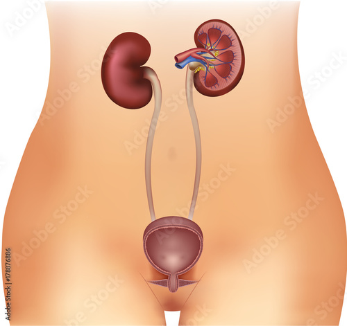 Urinary bladder and kidneys illustration