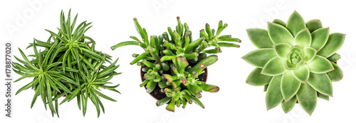 Succulent plants white background Top view photo