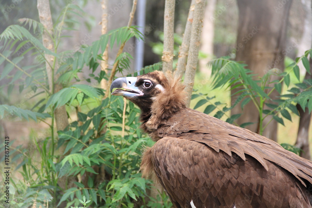 Fototapeta premium suspicious bird vulture