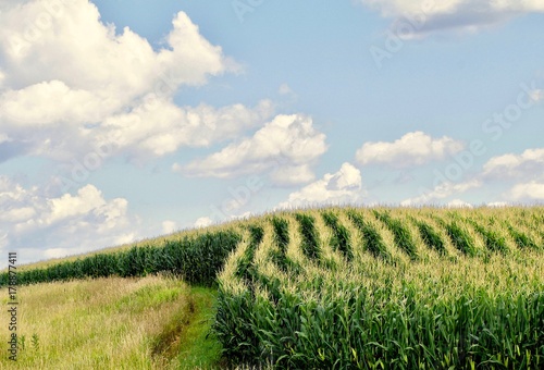 Curved rows of corn on a hillside