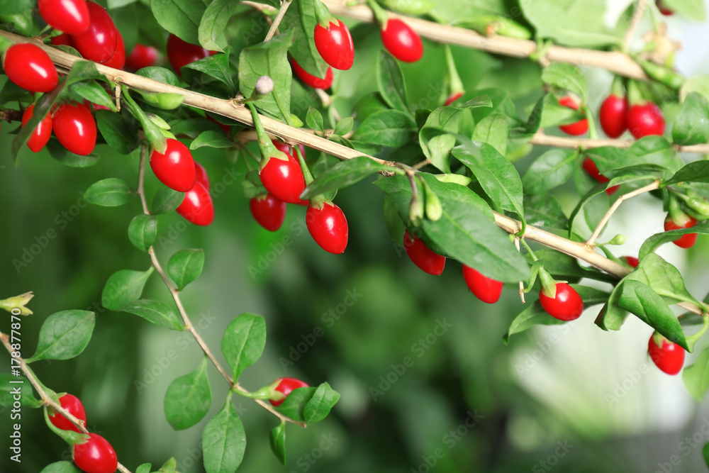 Ripe goji berries on bush, closeup