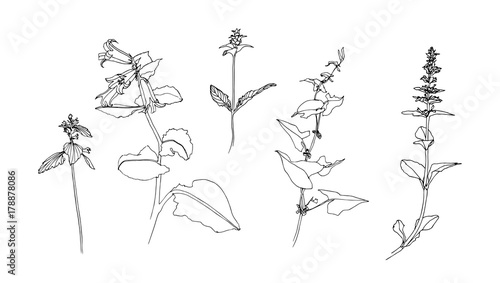 Set of hand drawn flowers. Sketch or doodle style vector illustration of a weed field herbs. © Ekaterina