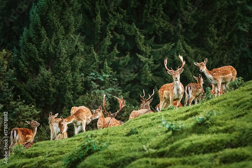 Fototapeta Naklejka Na Ścianę i Meble -  Deers near the Forest