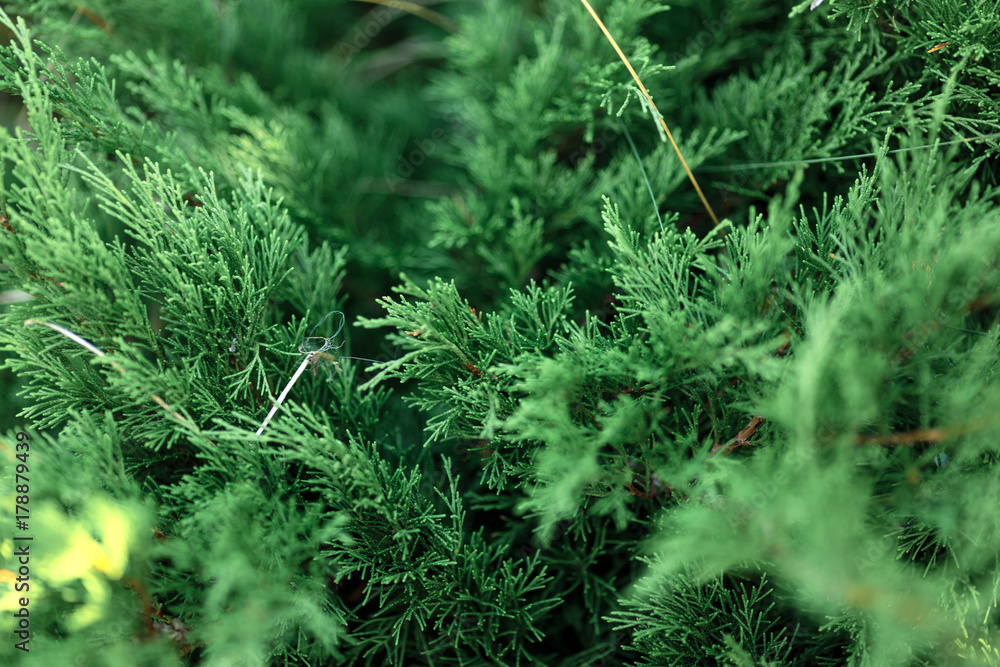 green texture of cypress leafs green texture of cypress leafs