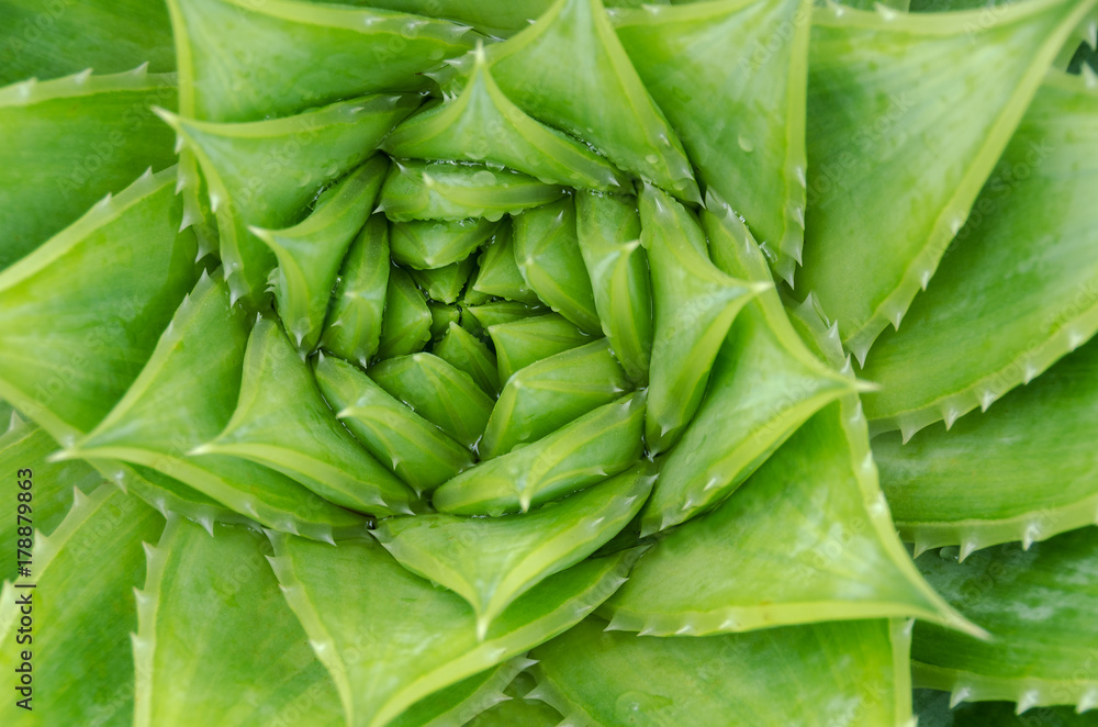 Fototapeta premium Spiral aloe vera with water drops, closeup
