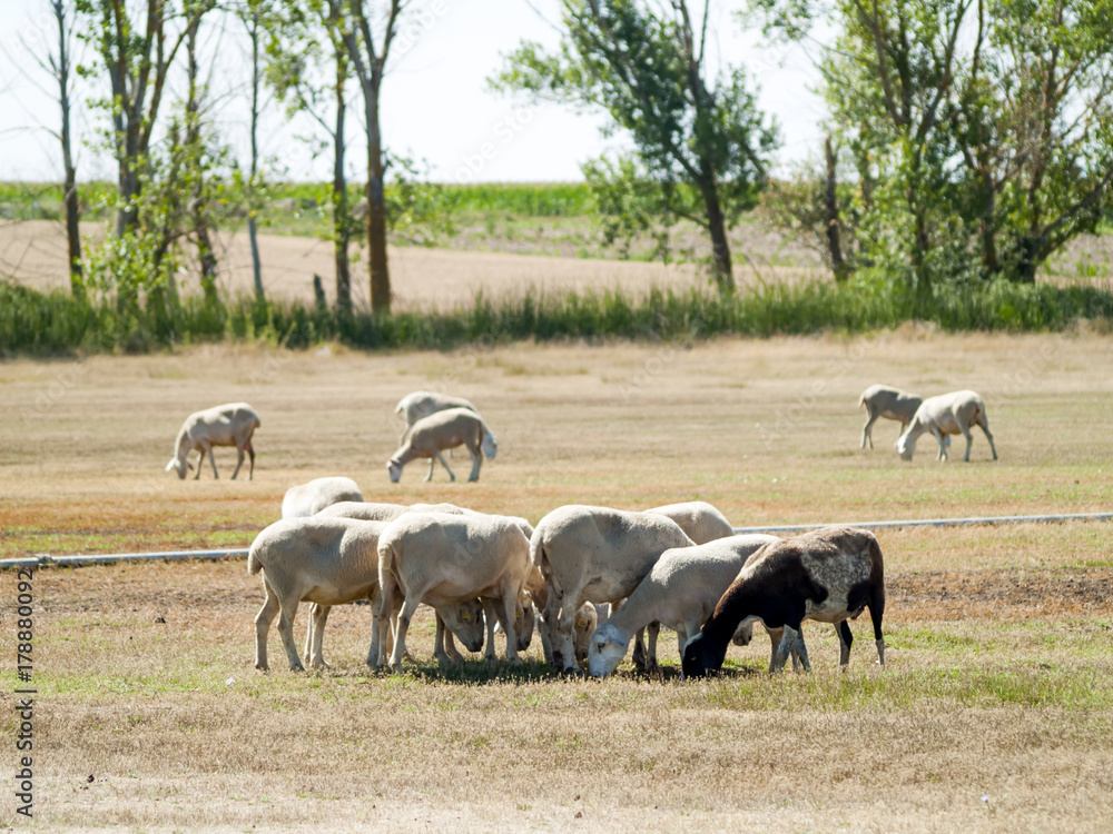 Sheeps grazing on a field on summertime Sheeps grazing on a field on summertime