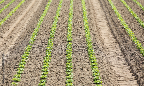 field cultivated with lettuce shoots growing in sandy soil